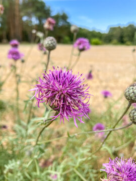 Spotted knapweed