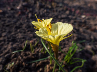Flowering plant Narcissus romieuxii 'Julia Jane' - distinctive, early-flowering daffodil with the...