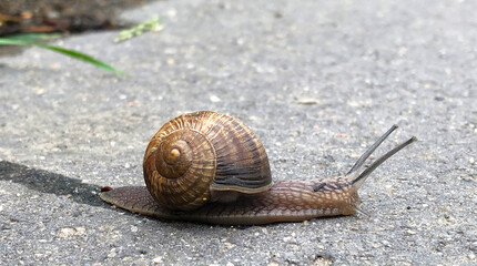 Moving at a snails pace