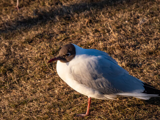 Beautiful and detailed shot of the black-headed gull (Chroicocephalus ridibundus) looking to the side in golden hour light with blurred background