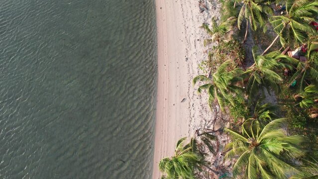 aerial footage of palm trees on the tropical island beach