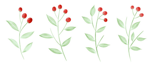 tulips on white background © kraifreedom