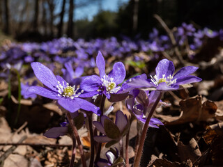 Macro shot of the Common hepatica (Anemone hepatica or Hepatica nobilis) blooming with purple...