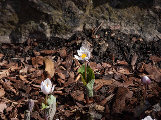 The Bloodroot, Canada puccoon, redroot, red puccoon or black paste (Sanguinaria canadensis) blooming with white flower with yellow stamens. Each stem is clasped by a leaves in spring