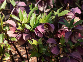 Group of early spring flowers Purple hellebore (helleborus purpurascens) in early spring on a sunny day