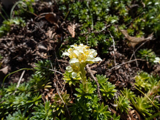 Close-up of Saxifrage (Saxifraga sp.) flowering with white and yellow flowers of five petals in rock garden in sunlight