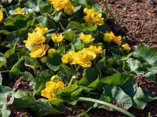 Close-up shot of th Marsh-marigold (Caltha palustris) 'Multiplex' flowering with bright yellow...