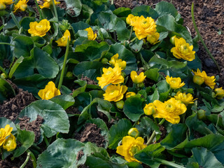 Close-up shot of th Marsh-marigold (Caltha palustris) 'Multiplex' flowering with bright yellow flowers surroundded with green leaves in the garden