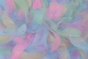 Beautiful soft colorful blue green pink feather texture pattern background with lighting. Abstract modern festive, love, valentines day, romantic, easter background