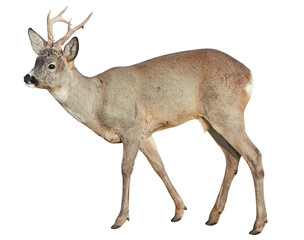Male of Roe deer (Capreolus capreolus), isolated, PNG on transparent background	