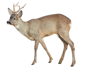 Male of Roe deer (Capreolus capreolus), isolated, PNG on transparent background	
