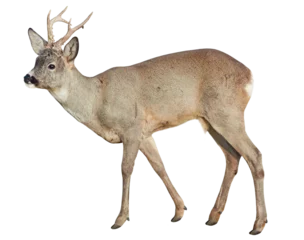 Foto op Plexiglas Male of Roe deer (Capreolus capreolus), isolated, PNG on transparent background  © Robin