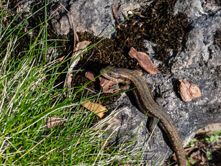 Viviparous lizard or common lizard (Zootoca vivipara) sunbathing in the brigth sun on the ground in the garden in spring. Detailed view of head and eye