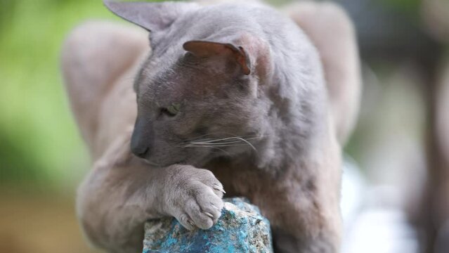 Big gray angry looking Sphinx breed stray cat resting on steet outdoors in summer