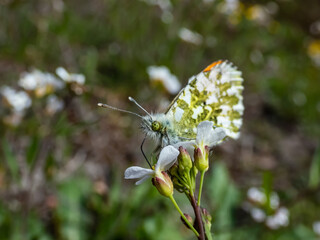 Macro shot of the adult male of the Orange tip (Anthocharis cardamines) - the undersides are mottled green and white creating camouflage wings with orange pigmentation settled on a flowerhead