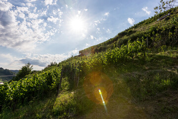 Sunshine in the vineyard. Black Forest. Germany