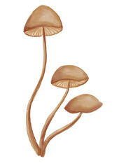 Watercolor mushroom illustration
