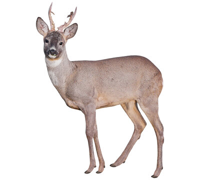 Male of Roe deer (Capreolus capreolus), isolated, PNG on transparent background	