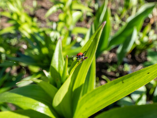 The single, adult scarlet lily beetle (Lilioceris lilii) sitting on a green lily plant leaf blade in garden. Its forewings are bright scarlet and shiny. Legs, antennae and head are black