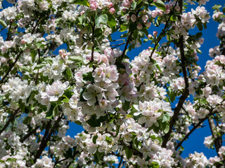 White and pink buds and blossoms of apple tree flowering in on orchard in spring with blue sky in background. Branches full with flowers with open petals. Seasonal and floral spring scenery