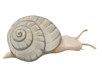 Watercolor snail illustration © yuliia lashevska