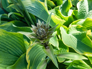 Hosta 'Abba dabba do' with dark green, long, lance-shaped and slightly twisted leaves with light...