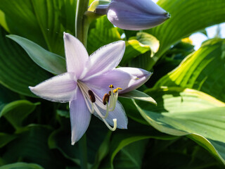 Hosta 'Abba dabba do' with dark green, long, lance-shaped and slightly twisted leaves with light gold margins flowering with pale lavender flowers in garden in sunlight