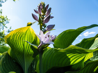 Hosta 'Abba dabba do' with dark green, long, lance-shaped and slightly twisted leaves with light...