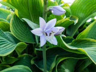 Hosta 'Abba dabba do' with dark green, long, lance-shaped and slightly twisted leaves with light gold margins flowering with pale lavender flowers in garden in sunlight
