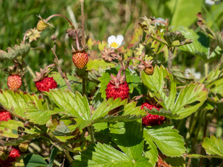 Close-up shot of the wild strawberry, Alpine strawberry or European strawberry plants growing in clumps flowering with white flowers and maturing ripe, red fruits in garden