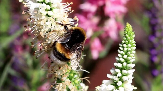 bumble bee macro on flower
