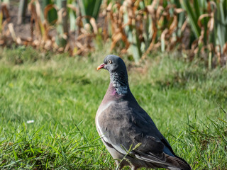 The common wood pigeon or woodpigeon (Columba palumbus) - grey with the white on its neck and wing and green and white patches on neck, and a pink patch on chest