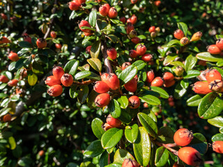 Evergreen shrub with small, glossy, dark green leaves and bright red fruits of bearberry cotoneaster (Cotoneaster dammeri) cultivar 'Skogholm'. Super-plant that absorbs air pollution