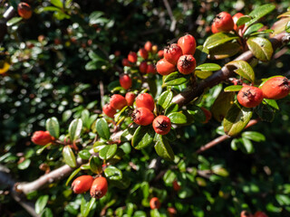 Evergreen shrub with small, glossy, dark green leaves and bright red fruits of bearberry cotoneaster (Cotoneaster dammeri) cultivar 'Skogholm'. Super-plant that absorbs air pollution