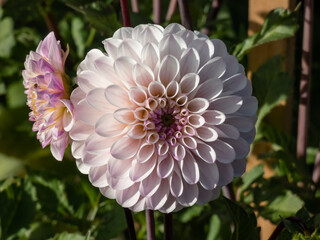 Close-up shot of the dahlia 'Last Dance' flowering with beautiful light lavender flower with a darker purple edging
