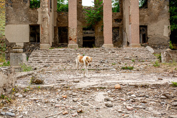 Abandoned animals on the streets of a ruined city, stray dogs near ruined houses. Destroyed and...