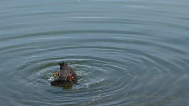 The Eurasian coot, Fulica atra, also known as the common coot, or Australian coot, is a member of the bird family, the Rallidae. It is found in Europe, Asia, Australia, New Zealand and parts of Africa