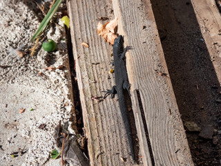 Young Viviparous lizard or common lizard (Zootoca vivipara) sunbathing in the bright sunlight on the wooden door