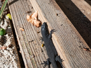 Young Viviparous lizard or common lizard (Zootoca vivipara) sunbathing in the bright sunlight on the wooden door