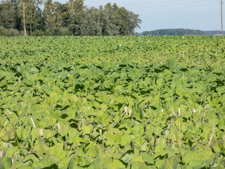 Fields of green Rapeseed (Brassica napus) in the autumn grown for the production of animal feed, edible vegetable oils, and biodiesel