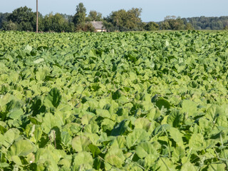 Fields of green Rapeseed (Brassica napus) in the autumn grown for the production of animal feed,...