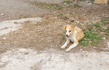 Abandoned animals on the streets of a ruined city, stray dogs near ruined houses. Destroyed and abandoned buildings of the city after the war, bombing, Apocalypse Dead city, ruins, evacuation.