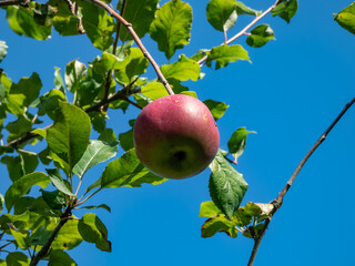Big, pink, ripe apple growing and maturing on the branches of apple tree in orchard in autumn