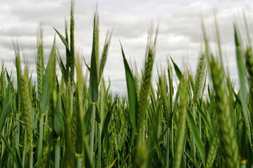 Roggen auf einem Feld