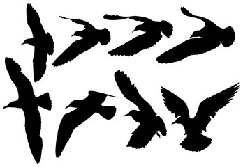 silhouette of black-headed gull (Chroicocephalus ridibundus) on flight, graphic resources, PNG on white transparent