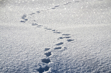 footprints in the snow