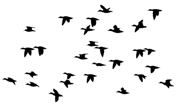 Silhouette of duck in flight, PNG on background transparent