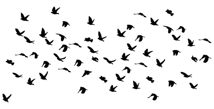 silhouettes of sparrows in flight, isolated, PNG on white transparent