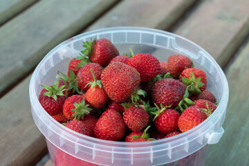 Ripe strawberries in a plastic bucket on a wooden table. Harvest. Summer background.