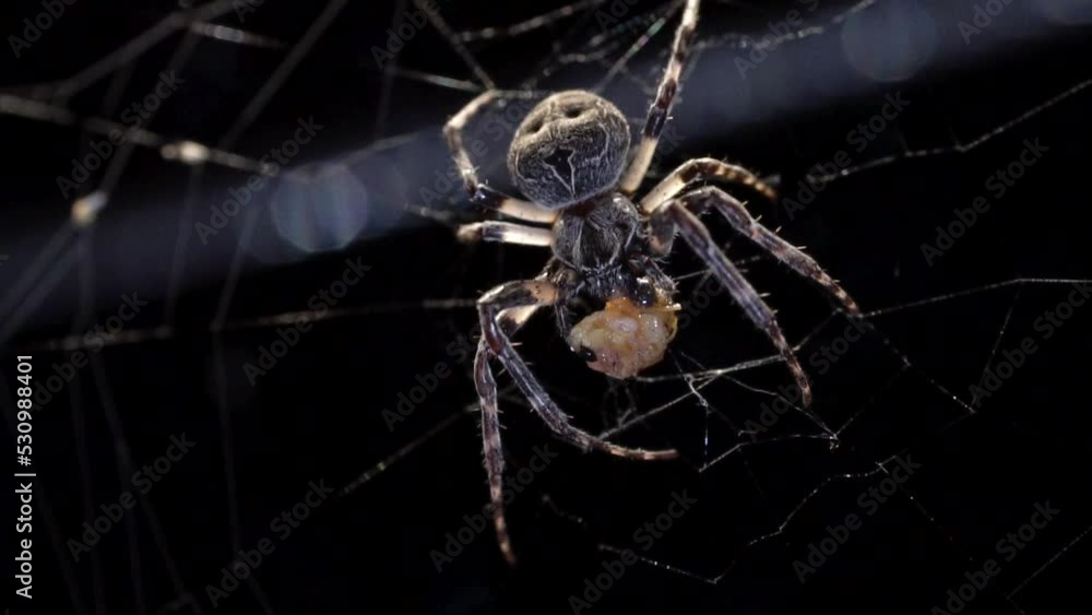 Poster a spider with a large abdomen is standing in the web and using its tentacles to hold down a small in